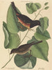 Le Towhe (Fringilla erythrophthalma) - Mark Catesby — vy av konstverket