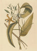 La vanille Epidendrum vanelloe - Mark Catesby — vy av konstverket
