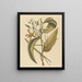 La vanille Epidendrum vanelloe - Mark Catesby — inramlat konstverk på väggen