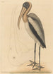 Le Pélican des Bois Tantalus Loculator - Mark Catesby — vy av konstverket