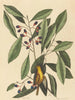La mésange jaune - Mark Catesby — vy av konstverket