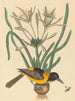 L'Oriolus icterus jaune et noir - Mark Catesby — vy av konstverket