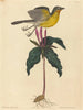 Le Paruline polyglotte - Mark Catesby — vy av konstverket