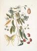 Le Papillon de Nuit à Quatre Yeux - Mark Catesby — vy av konstverket