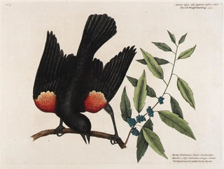 Le merle à ailes rouges, le myrte à feuilles larges et la bougie de baies - Mark Catesby — vy av konstverket