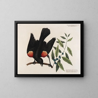 Le merle à ailes rouges, le myrte à feuilles larges et la bougie de baies - Mark Catesby — inramlat konstverk på väggen