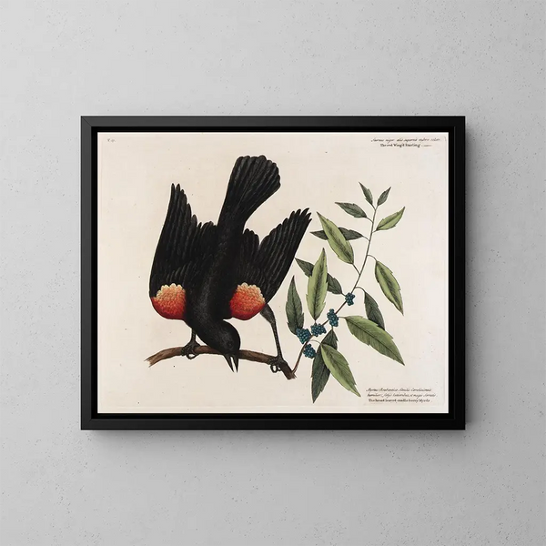 Le merle à ailes rouges, le myrte à feuilles larges et la bougie de baies - Mark Catesby — inramlat konstverk på väggen