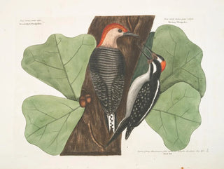 Le pic à ventre rouge, le pic chevelu, le chêne noir - Mark Catesby — vy av konstverket