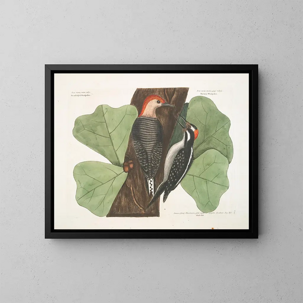 Le pic à ventre rouge, le pic chevelu, le chêne noir - Mark Catesby — inramlat konstverk på väggen