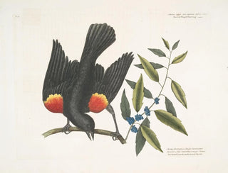 Mark Catesby - The red winged Starling The broadleaved Candleberry Myrtle.webp