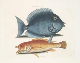 Mark Catesby - Turdus Rhomboidalis The Tang Turdus c The Yellow Fish.webp