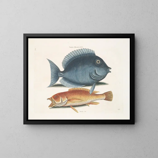 den rhomboidale koltrasten och den gula fisken - Mark Catesby — inramlat konstverk på väggen
