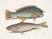 Le merle et le pudding américain, le whiting de Caroline - Mark Catesby — vy av konstverket