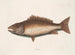 Le merlu de mangrove - Mark Catesby — vy av konstverket