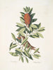 Le petit Vrai Le petit Vrai Houx carolinien aux feuilles dentées et aux baies rouges Le houx Dahoon - Mark Catesby — vy av konstverket
