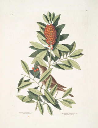 Mark Catesby - Turdus minimus The little Thruth Agrifolium Carolinense foliis dentatis baccis rubris The Dahoon Holly.webp