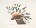 Le merle de Caroline, l'armoise de Virginie - Mark Catesby — vy av konstverket