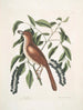 Turdus ruffus La Thruth couleur renard Ceraso similis arbuscula c Les grappes Cerisier noir - Mark Catesby — vy av konstverket