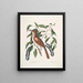 Turdus ruffus La Thruth couleur renard Ceraso similis arbuscula c Les grappes Cerisier noir - Mark Catesby — inramlat konstverk på väggen