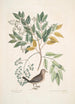 Turtur minimus guttatus La Colombe Terrestre Zanthoxylum spinosum Lentisci foliis c L'Arbre à Douleur ou à Mal de Dents - Mark Catesby — vy av konstverket