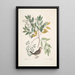 Turtur minimus guttatus La Colombe Terrestre Zanthoxylum spinosum Lentisci foliis c L'Arbre à Douleur ou à Mal de Dents - Mark Catesby — inramlat konstverk på väggen