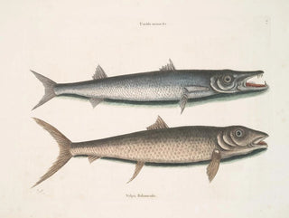 Umbla mineure c. Barracuda vulpis bahamensis - Mark Catesby — vy av konstverket