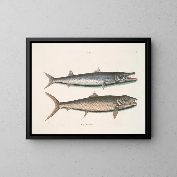 Umbla mineure c. Barracuda vulpis bahamensis - Mark Catesby — inramlat konstverk på väggen