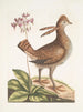 Urogallus minor - Mark Catesby — vy av konstverket