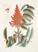 Guêpe ichneumon tripilis pennsylvanien Rhus glabrum Panicula speciosa crimson - Mark Catesby — vy av konstverket