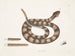 Vipère à queue de sonne - Mark Catesby — vy av konstverket