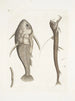 Vipera marina La Vipermouth Cataphractus americanus - Mark Catesby — vy av konstverket