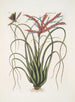 Viscum caryophylloides c Le pin sauvage Locusta caroliniana - Mark Catesby — vy av konstverket