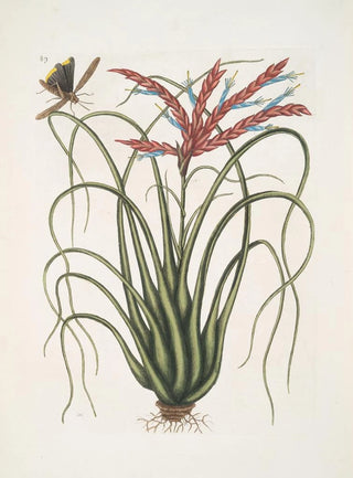 Mark Catesby - Viscum Caryophylloides c The Wild Pine Locusta Caroliniana.webp