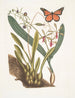 Viscum rotbulbös Viscum caryophyllodes c Papillio c - Mark Catesby — vy av konstverket