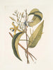 Volubilis silikosä Blad av mexikansk plantain Le Vanelloe - Mark Catesby — vy av konstverket