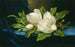 jättemagnolior på ett blått sammetstyg - Martin Johnson Heade — vy av konstverket