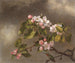 Colibri och äppelblomster - Martin Johnson Heade — vy av konstverket