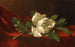 Magnolia - Martin Johnson Heade — vy av konstverket