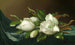 magnolior på ljusblå sammetstyg - Martin Johnson Heade — vy av konstverket