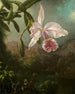 orkidéblommor - Martin Johnson Heade — vy av konstverket