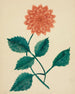 Dahlia - Mary Altha Nims — vy av konstverket