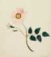 Rose sauvage - Mary Altha Nims — vy av konstverket