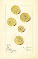 Citrus aurantiifolia Key - Mary Daisy Arnold — vy av konstverket
