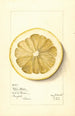 Citrus grandis Mahon Chaisee - Mary Daisy Arnold — vy av konstverket