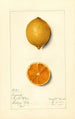 Citrus limon Bizarrie - Mary Daisy Arnold — vy av konstverket