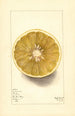 Citrus paradisi No - Mary Daisy Arnold — vy av konstverket