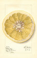 Citrus paradisi Patardia - Mary Daisy Arnold — vy av konstverket