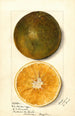 Citrus sinensis - Mary Daisy Arnold — vy av konstverket
