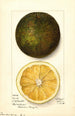 Citrus sinensis Navel - Mary Daisy Arnold — vy av konstverket