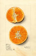 Citrus sinensis Temple - Mary Daisy Arnold — vy av konstverket